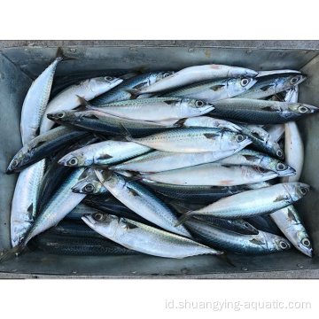 Kedatangan baru Frozen Pacific Mackerel untuk Pasar Thailand